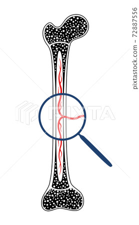 Human internal organs 72887556