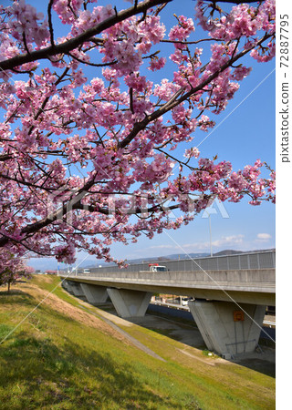Sakura in Izunokuni along the Kano River 72887795