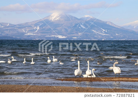 Swans and Kashiyama (Fukushima Prefecture, Hunan Town, Aomatsuhama) Swans and Kashiyama (Fukushima Prefecture, Hunan Town, Aomatsuhama) 72887821