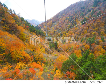 [Niigata] A spectacular view of the autumn leaves seen from Naeba Dragondola 72887925