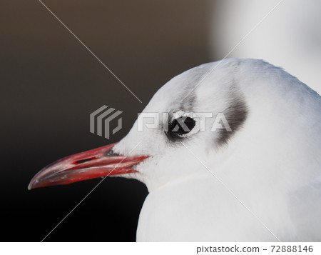 Black-headed gull face up 72888146