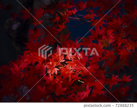 [Fukushima] The bright red autumn leaves of Natsuigawa Valley 72888235