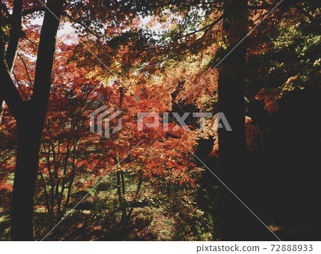 [福島]蛇的鼻子遊樂園的秋葉 72888933