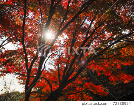 [Fukushima] Autumn leaves of Janohana Amusement Park 72888934