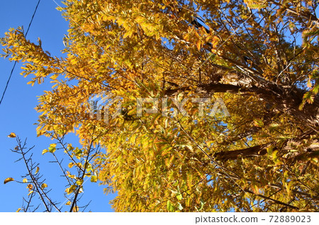 The yellow leaves of Metasequoia The yellow leaves of Metasequoia 72889023