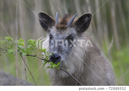 Japanese serow ② 72889332