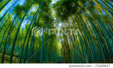 竹林小直徑 竹林小直徑 72889627
