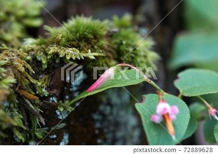秋葉小花開在山上 秋葉小花開在山上 72889628