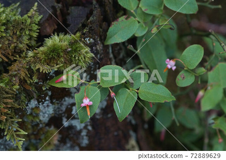 秋葉小花開在山上 秋葉小花開在山上 72889629