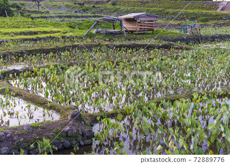 蘭嶼 芋田 72889776
