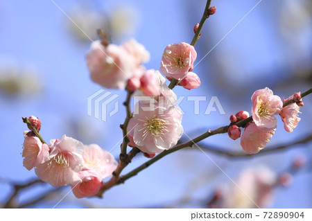 Umezono Pink plum and blue sky 72890904
