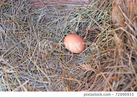 A Bantam Hen egg setting in hay nest A Bantam Hen egg setting in hay nest 72890933