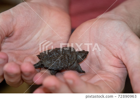 Kids holding a Baby snapping turtle close up Kids holding a Baby snapping turtle close up 72890963