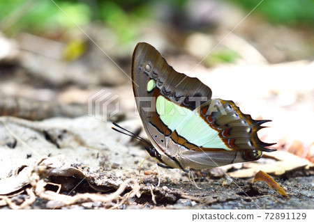 The Common Nawab or Polyura athamas , Butterfly sucking water on gravel , Colorful abstract pattern on tropical insect brown wings , Thailand 72891129