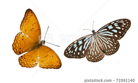 Pale Blue Tiger and Common Yeoman butterfly , Colorful butterflies isolated on white background Pale Blue Tiger and Common Yeoman butterfly , Colorful butterflies isolated on white background 72891140
