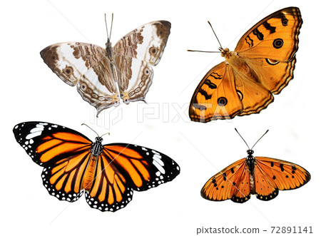 Tawny Coster, Common Tiger, Peacock Pansy and Marbled Map butterfly, Colorful butterflies isolated on white background Tawny Coster, Common Tiger, Peacock Pansy and Marbled Map butterfly, Colorful butterflies isolated on white background 72891141