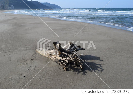 Driftwood ashore on the coast Driftwood ashore on the coast 72891272
