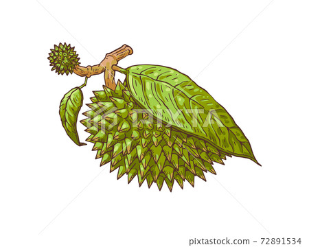 durian fruit drawing