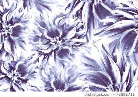 Floral purple-white beautiful background. Floral composition of dahlias on white background. Floral purple-white beautiful background. Floral composition of dahlias on white background. 72891711