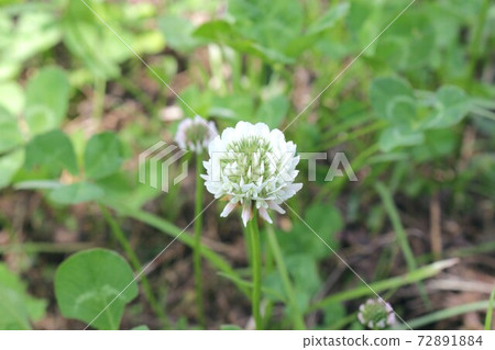 White clover White clover 72891884