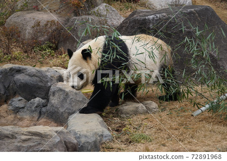 Panda 72891968