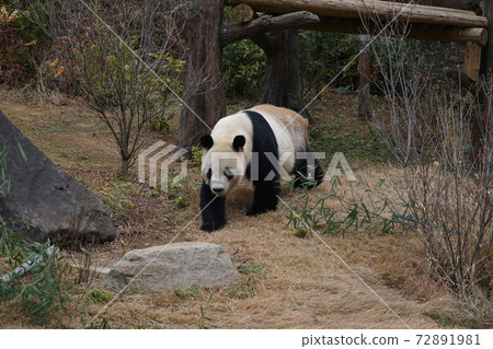 Panda Panda 72891981