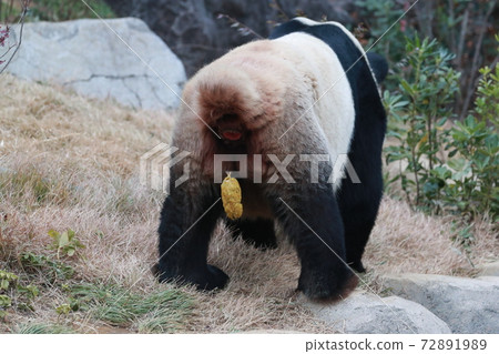 Panda Panda 72891989