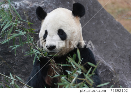 Panda 72892102