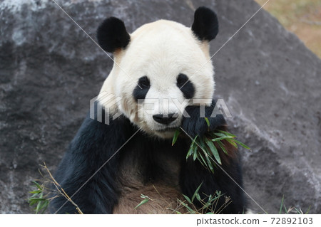 Panda 72892103