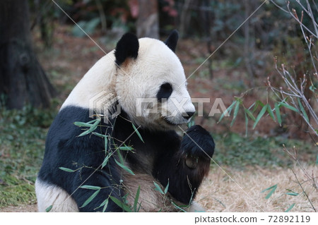 貓熊 72892119