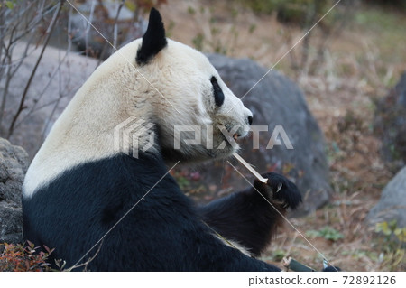 Panda Panda 72892126