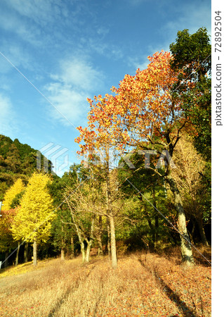 銀杏上色的里山秋天 銀杏上色的里山秋天 72892504