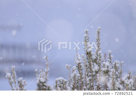 Snow scene 72892521