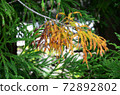 Pine tree with some dry leaves. 72892802