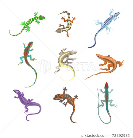 Set of colorful forest lizards or salamanders flat vector illustration isolated. 72892985