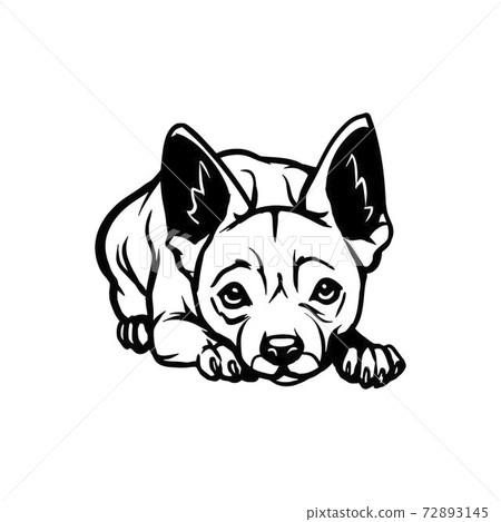 Chihuahua Dog Lying Chihuahua Vector Stock Stock Illustration