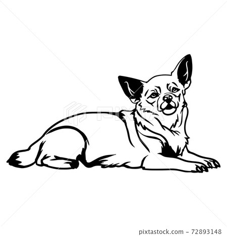 Chihuahua Dog Lying Chihuahua Vector Stock Stock Illustration