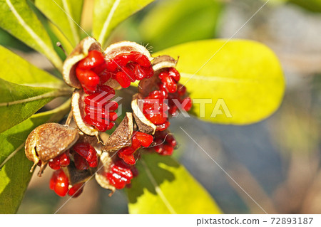 Red cheesewood seeds Red cheesewood seeds 72893187