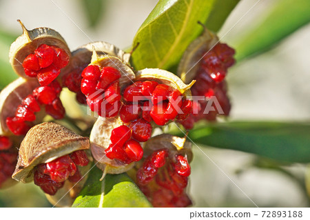 Red cheesewood seeds 72893188