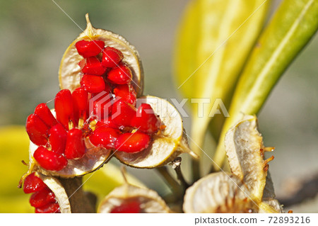 Red cheesewood seeds Red cheesewood seeds 72893216