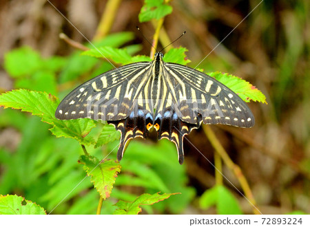 Swallowtail butterfly 72893224