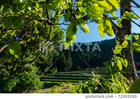 Rice terraces in the field selected as one of the 100 best rice terraces in Japan | Takashima City, Shiga Prefecture Rice terraces in the field selected as one of the 100 best rice terraces in Japan | Takashima City, Shiga Prefecture 72893269