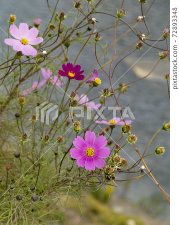 Cosmos flowers in late autumn 72893348