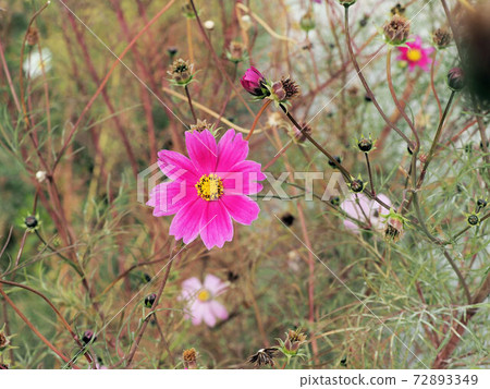 Cosmos flowers in late autumn 72893349