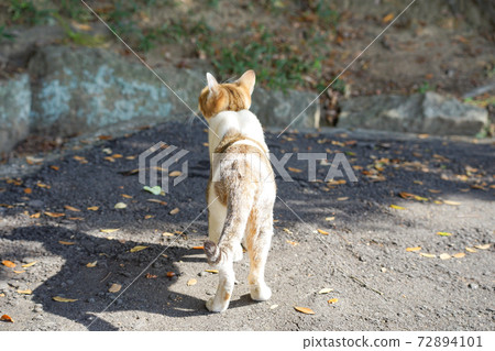 Back view of a stray cat in the sun, buttocks and tail Back view of a stray cat in the sun, buttocks and tail 72894101