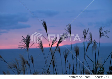 Susukis在Shizuru的黃昏在海風中搖曳 72894247