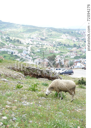 Moroccan landscape and sheep 72894276