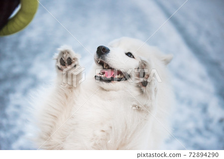 Funny Samoyed white dog is playing on snow background Funny Samoyed white dog is playing on snow background 72894290