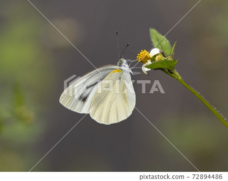 Monsieur root 72894486