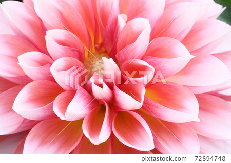 達利亞盛開 達利亞盛開 72894748